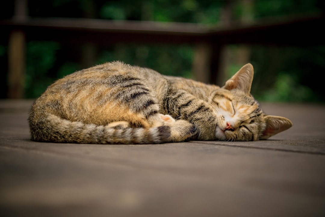 床で眠る猫。制作したLINEスタンプではなく雰囲気の参考写真